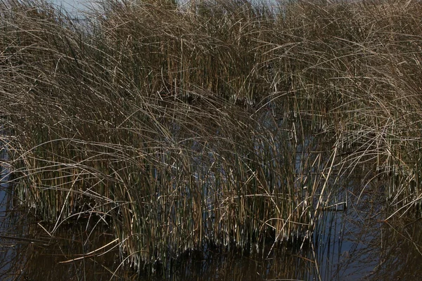 モンタナ州ボーディン湖近くの湿地帯のいくつかの背の高い草の閉鎖 — ストック写真