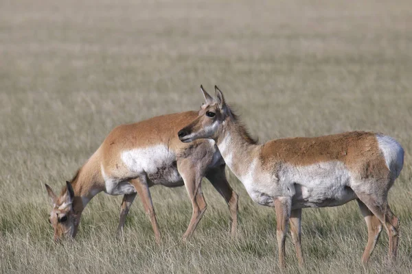 Deux Pronghornes Antilopes Broutant Dans Herbe Des Prairies — Photo