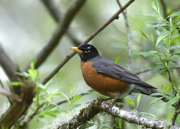 Amerikalı Robin (turdus migratorius) bir ağaca tünedi