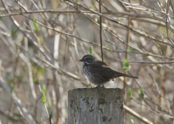Song Sparrow Melospiza Melodie Een Houten Paal — Stockfoto