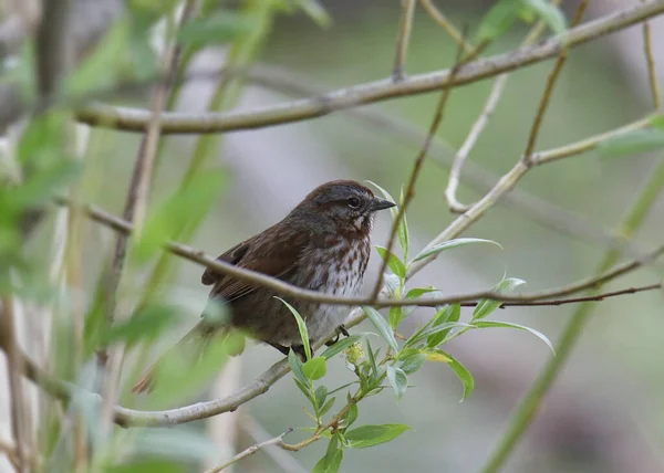 Song Sparrow Melospiza Melodia Empoleirado Uma Árvore Frondosa — Fotografia de Stock