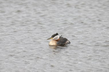 Gölde yüzen kırmızı boyunlu yunus (podiceps grisegena)