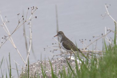 Benekli Sandpiper (aktif macularius) bir göletin kenarına tünemiş.