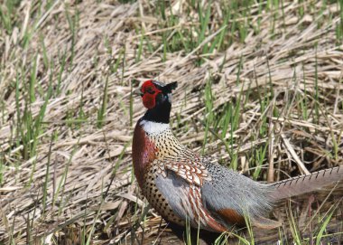 Yüzük boyunlu bir Sülün (erkek) (Fas kolşisi) yakın plan)