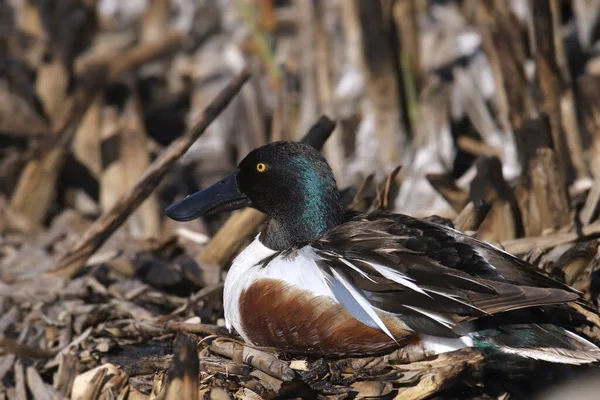 stock image Northern Shoveler (male) (spatula clypeata) roosting among some cattails