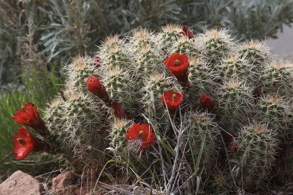 Wielka Kępa Kaktusa Jeża Pełnym Rozkwicie — Zdjęcie stockowe