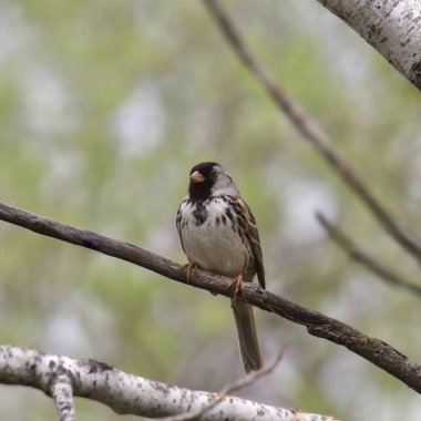 Harris 'in Serçesi (zonotrichia querula) bir ağaca tünedi.
