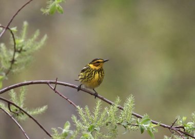 Cape May Warbler (setophaga tigrina) küçük bir dala tünedi