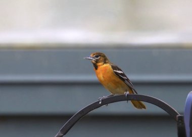 Baltimore Oriole (olgunlaşmamış) (icterus galbula) bir kuş besleyici direğe tünemiştir.