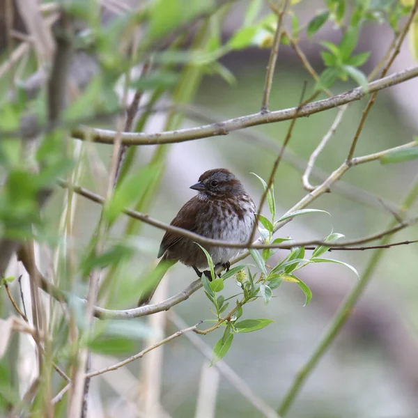Song Sparrow Melospiza Melodia Posazený Listnatém Stromě — Stock fotografie