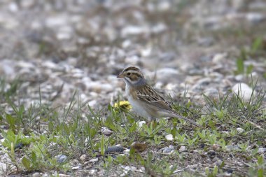 Toprakta kil renkli Serçe (spizella pallida) aranıyor