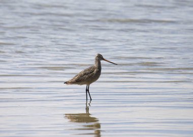 Sığ sularda duran Mermer Godwit (limoza fedoa)