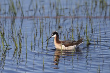 Wilson 's Phalarope (dişi) (phalaropus tricolor) otlak bir gölette yüzer