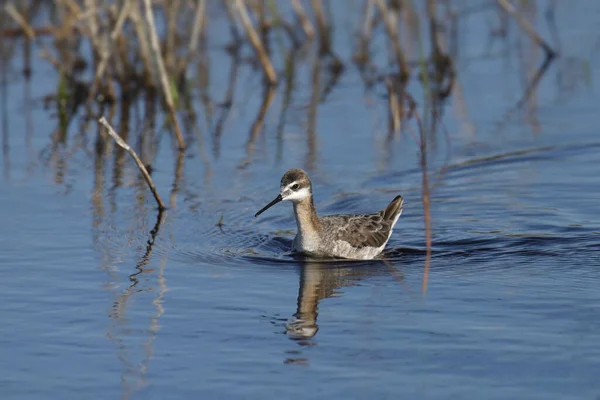 stock image Wilson's Phalarope (male) (phalaropus tricolor) swimming in a grassy pond