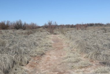 Bitter Gölü 'ndeki bir çayırda Ulusal Vahşi Yaşam, New Mexico