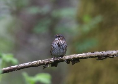 Şarkı Serçesi (Melospiza Melodia) bir dala tünedi