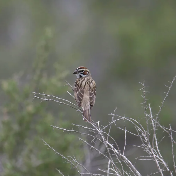 Lark Sparrow Chondestes Grammacus Spoglądający Wstecz Niego Znajduje Się Krzaku — Zdjęcie stockowe