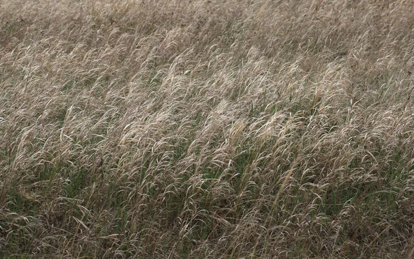 背の高い 賢明な草原の草の閉鎖 — ストック写真