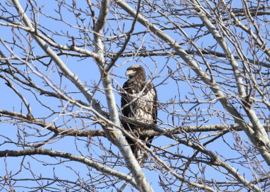 Kel Kartal (olgunlaşmamış) (haliaeetus leucocephalus) yapraksız bir ağaca tünemiştir.