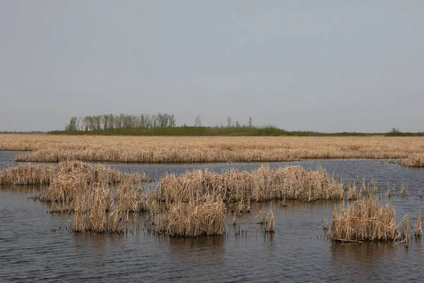Wetland Agassiz National Wildlife Refuge Minnesota — стокове фото