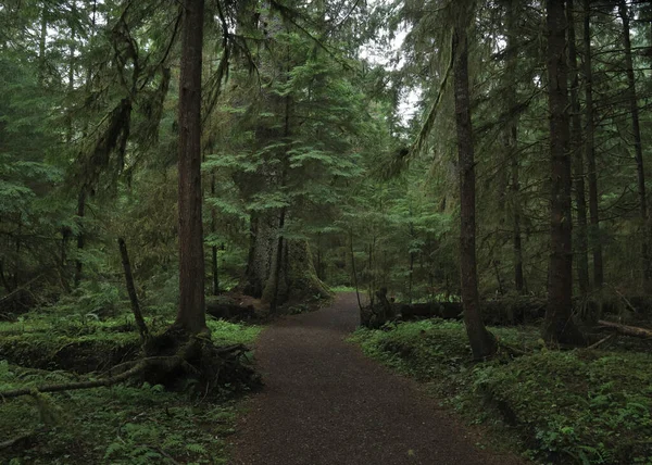 Port Clements yakınlarındaki Doğa Yolu, Haida Gwaii, British Columbia