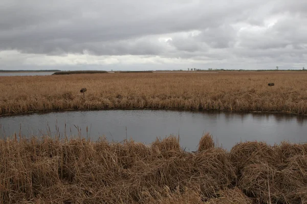 Wetland Bij Oak Hangmat Marsh Manitoba — Stockfoto