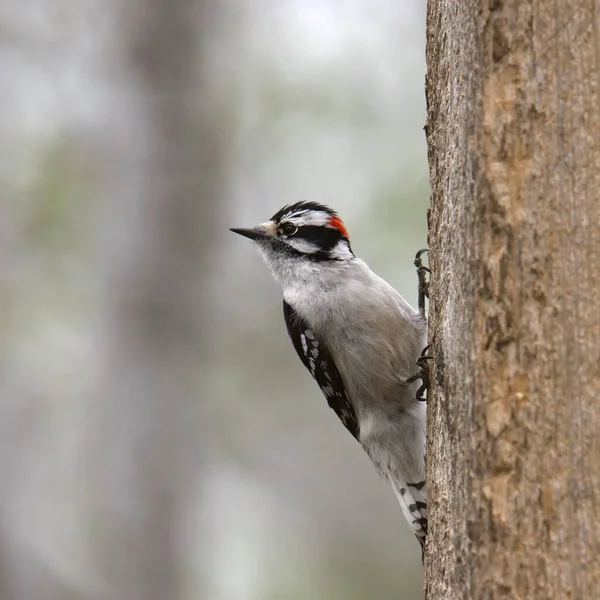 Downy Woodpecker Самец Dryobates Pubsecens Сидящий Стволе Дерева — стоковое фото