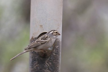 Kil renkli Serçe (spizella pallida) kuş yemliğinden besleniyor