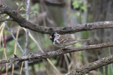 Harris 'in Serçesi (zonotrichia querula) bir ağaca tünedi.