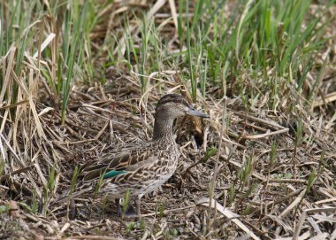 Yeşil kanatlı Teal (dişi) (ananas carolinensis) bazı kuru otlara tünedi