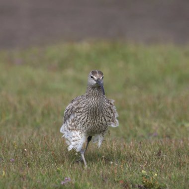 Whimbrel (numenius phaeopus) bir çayırda yürüyor