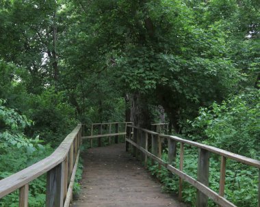 Magee Marsh, Curtice, Ohio 'da kuş kaldırımı