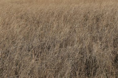 Kuru otların yakınına.