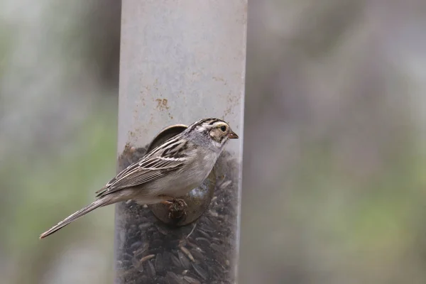 Clay-colored Sparrow (spizella pallida) eating from a bird feeder