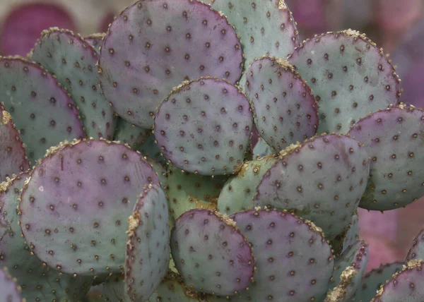 Detailní Záběr Fialového Kaktusu Pricklypear — Stock fotografie