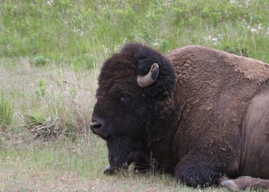 Plains Bison (Bizon) yerde oturuyor.