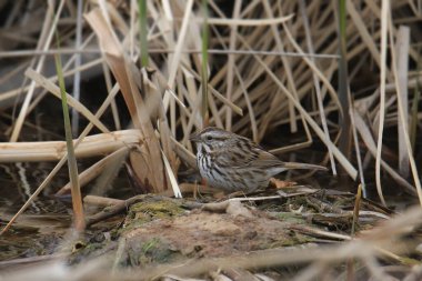 Song Sparrow (melospiza melodisi) bataklık bölgesinde tünemiştir.