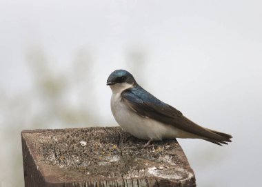 Ağaç Kırlangıcı (tachycineta bicolor) ahşap bir direğe konmuştur.