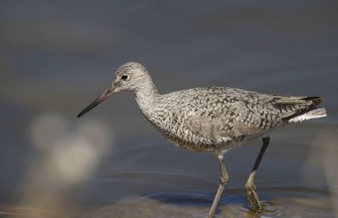 Bir Willet 'in Kapanışı (tringa semipalamata)