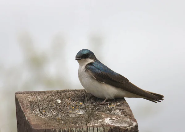 Tree Swallow Tachycineta Bicolor Usazený Dřevěné Tyči — Stock fotografie