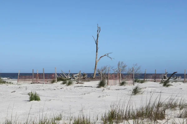 Samotne Martwe Drzewo Plaży Driftwood Jekyll Island Georgia — Zdjęcie stockowe