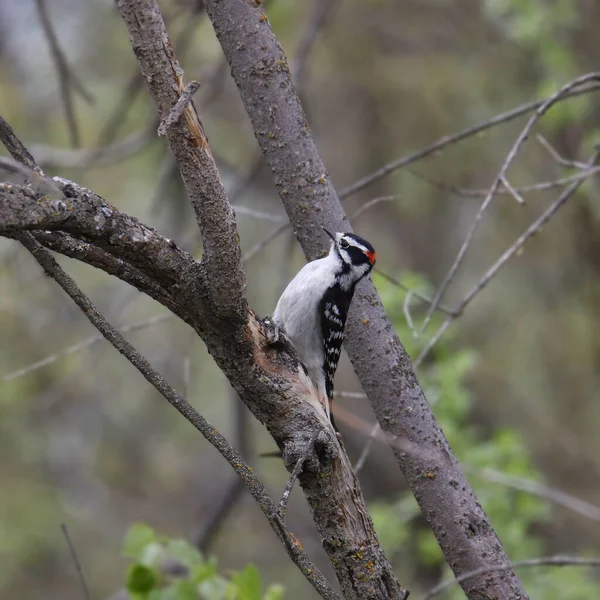 Downy Woodpecker Macho Dryobates Pubescens Empoleirado Grande Ramo — Fotografia de Stock