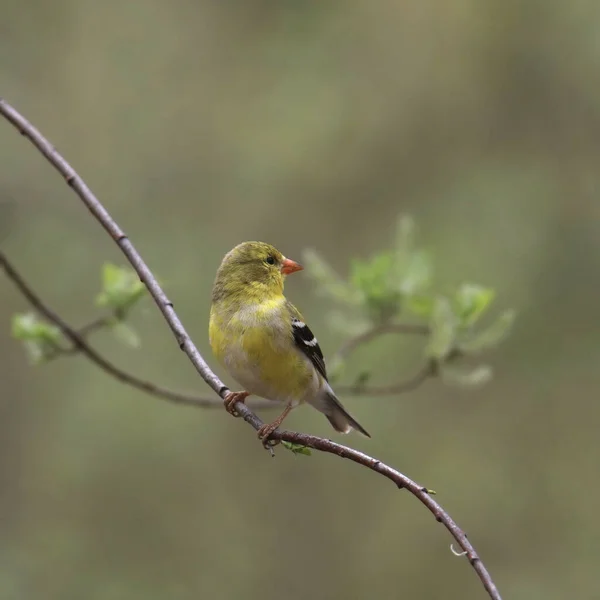 Американская Goldfinch Самка Spinus Tristis Сидела Небольшой Ветке — стоковое фото