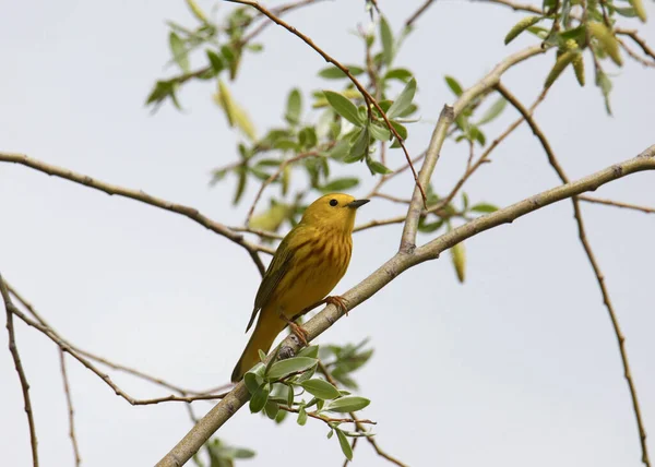Yellow Warbler Male Setophaga Peterchia Perched Leafy Tree — Stock Photo, Image