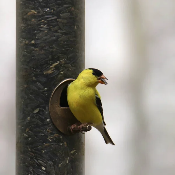 American Goldfinch Macho Spinus Tristis Empoleirado Cilindro Alimentador Aves — Fotografia de Stock