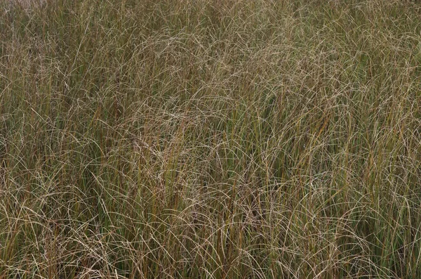 いくつかの厚い背の高い草の閉鎖 — ストック写真
