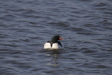 Gölette yüzen Merganser (erkek) (mergus merganser)