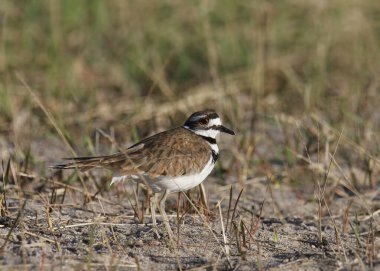 Killdeer (şaradrius vociferus) otların üzerinde duruyor