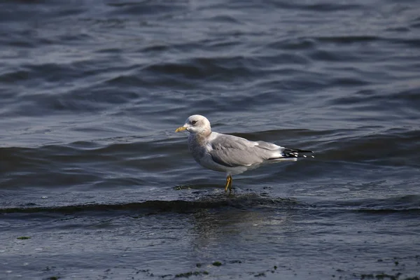 Short Billed Gull Nonbreeding Larus Brachyrhynchus Standing Ocean — Stock Photo, Image