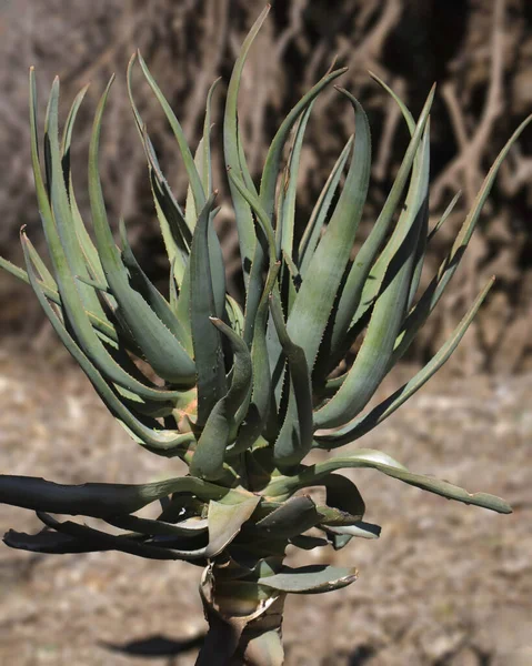 Bir Tilt Head Aloe Kaktüsünün Yakın Çekimi — Stok fotoğraf